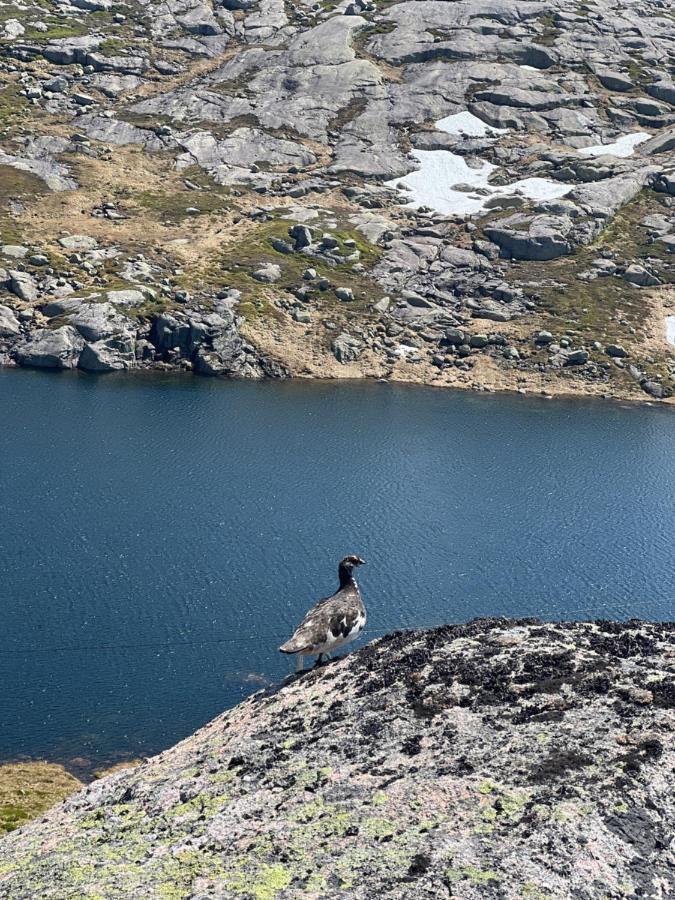 Flott Leilighet Pa Haugen I Sirdal Tjorhom Buitenkant foto